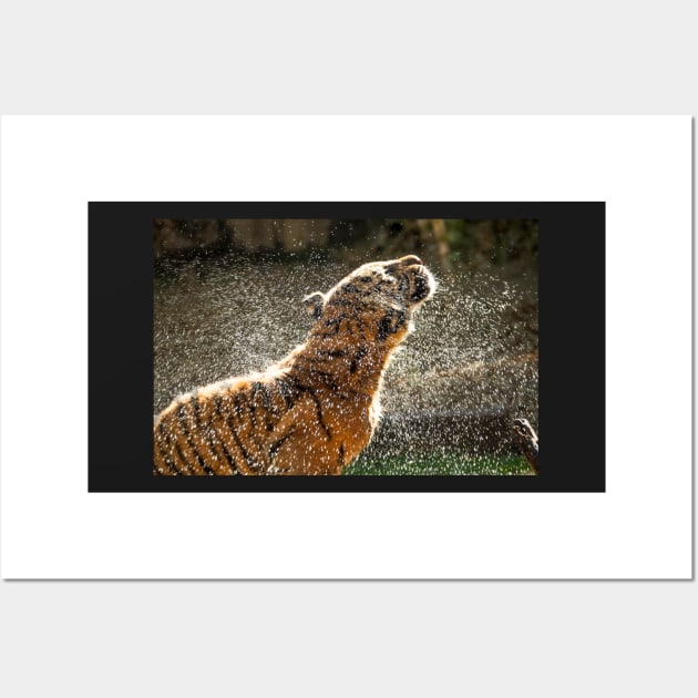 Ooh that feels good - Sumatran Tiger shaking off after a swim Wall Art by AndrewGoodall